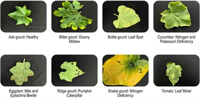 OLID I: an open leaf image dataset for plant stress recognition
